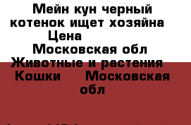 Мейн кун черный котенок ищет хозяйна › Цена ­ 10 000 - Московская обл. Животные и растения » Кошки   . Московская обл.